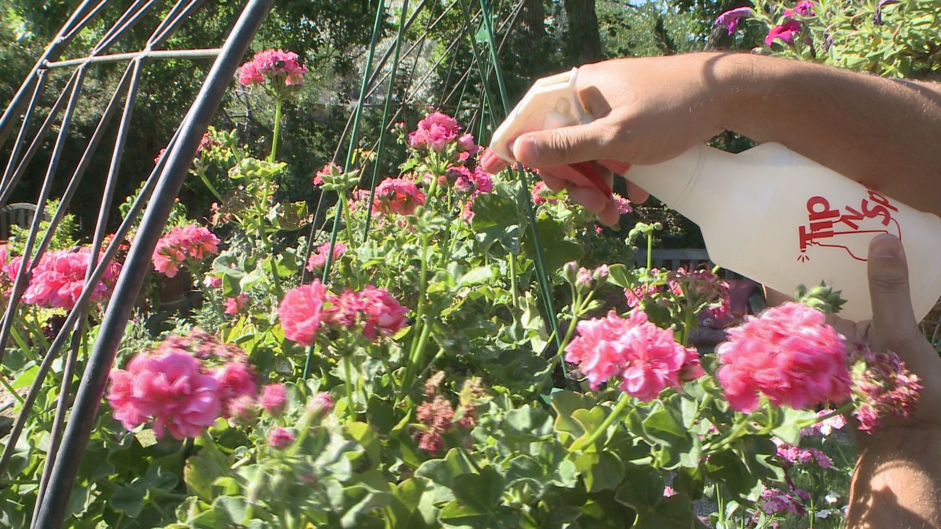 9NEWS Garden Expert Rob Proctor shows an effective way to get rid of Japanese beetles.