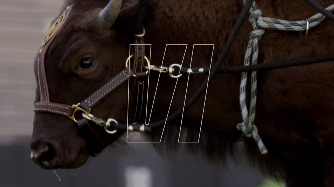 Meet CU's Live Mascot, Ralphie the Buffalo! - Hingham Anchor