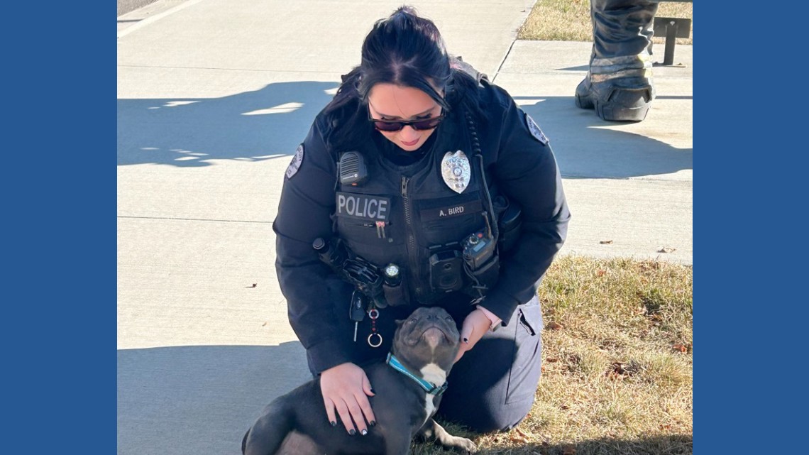 Stolen puppy reunited with northern Colorado family after 3 weeks
