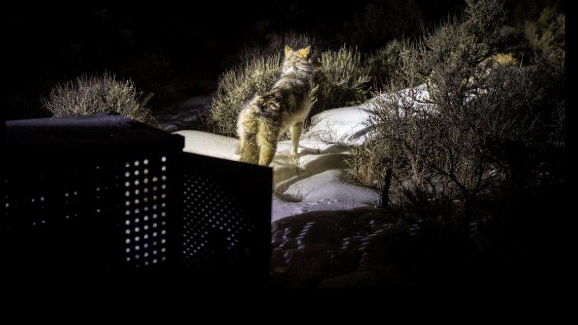 CPW releases new wolves in Eagle, Pitkin counties | 9news.com