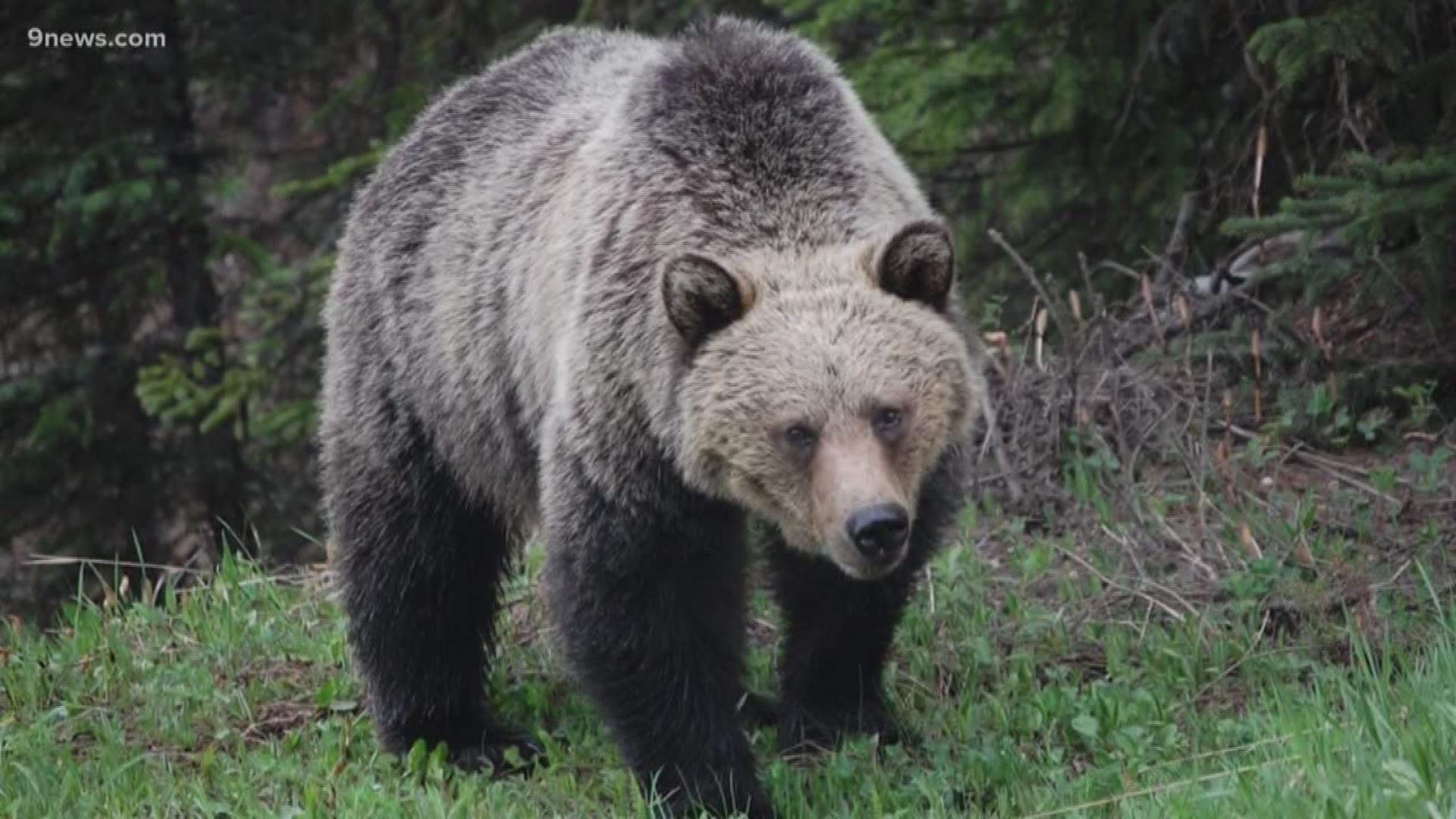 An estimated 1,900 grizzly bears live in portions of Wyoming, Montana, Idaho and Washington state. We talked with an expert at the Denver Zoo about the idea.
