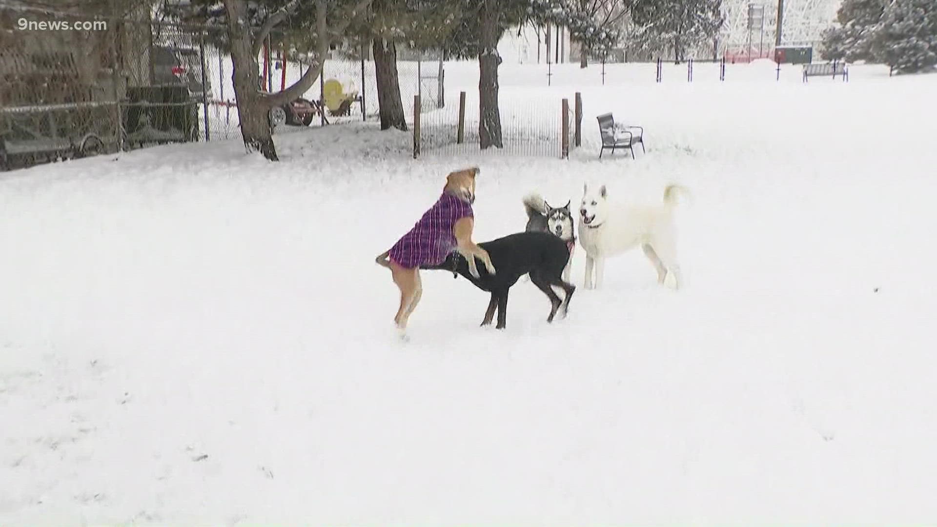 Parker the Snow Dog on 9News, Lights, camera, action! Talking Denver  Broncos, snow and ice fishing this morning in the 9NEWS (KUSA) studio.  #mayorparker, By Mayor Parker the Snow Dog