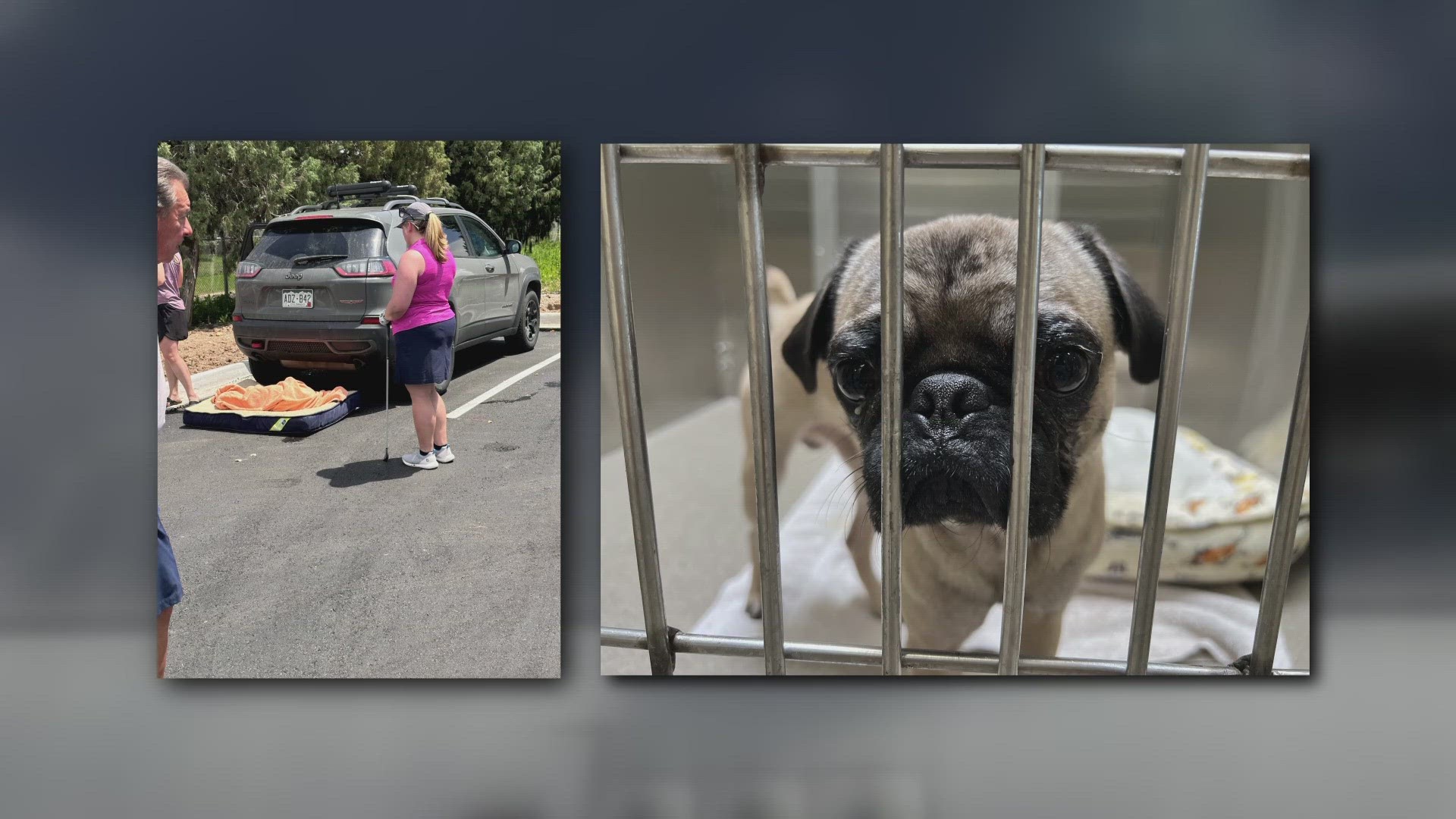 Denver has received more than 190 calls of animals left in cars since the beginning of the year.