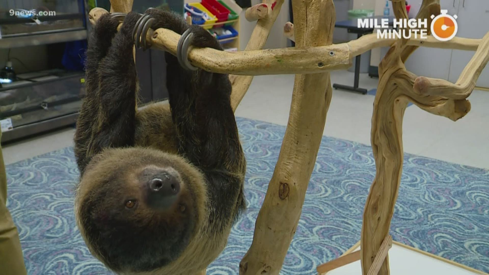 There's an entire weekend at the Denver Aquarium that's dedicated to the sloth.