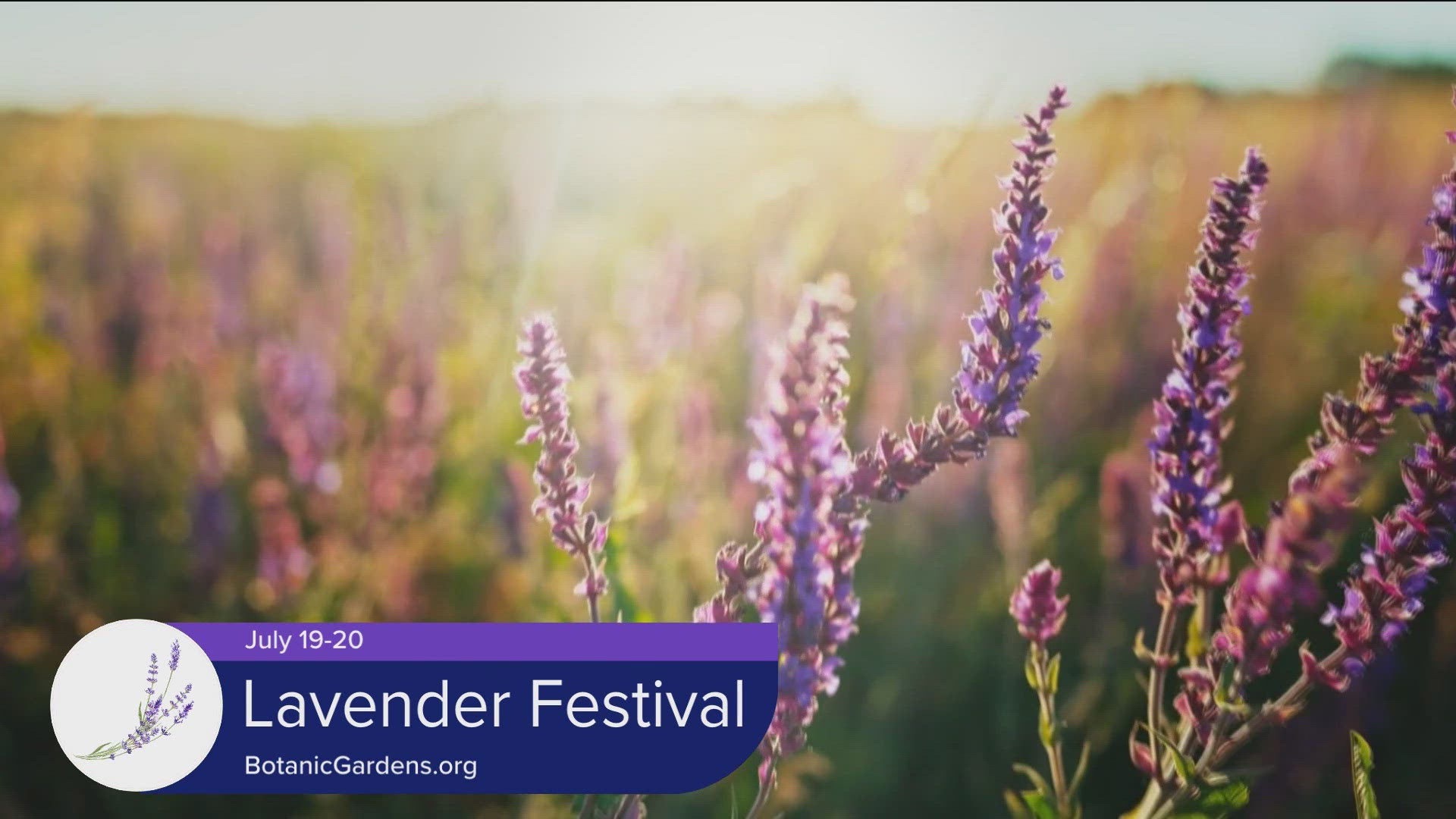 The Lavender Festival is this weekend at Chatfield Farms. Get tickets and learn more at BotanicGardens.org. 