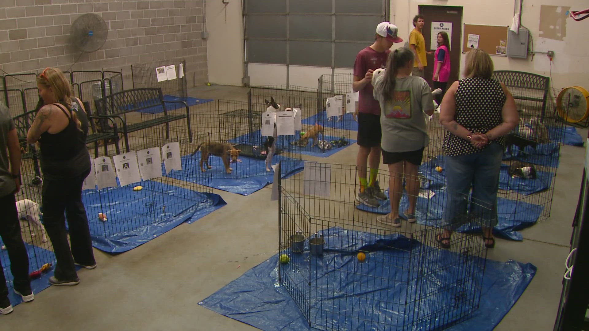 The rabies-positive puppy came from Texas and was at a Moms and Mutts Colorado Rescue for Pregnant and Nursing Dogs event with its 11 unvaccinated littermates.