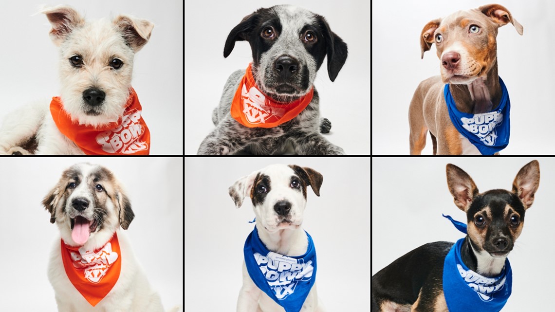 Puppy Bowl 2023 lineup: Meet the adoptable dogs in the game