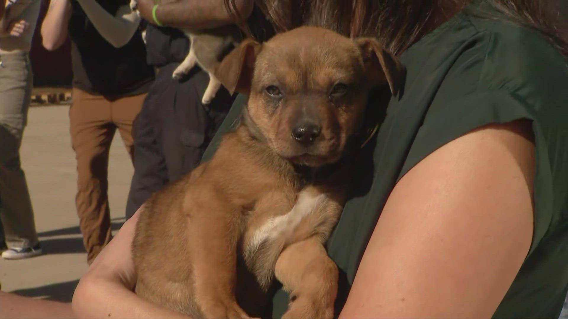 Proceeds from the annual Fire Rescue Dogs Calendar benefits Lifeline Puppy Rescue. 