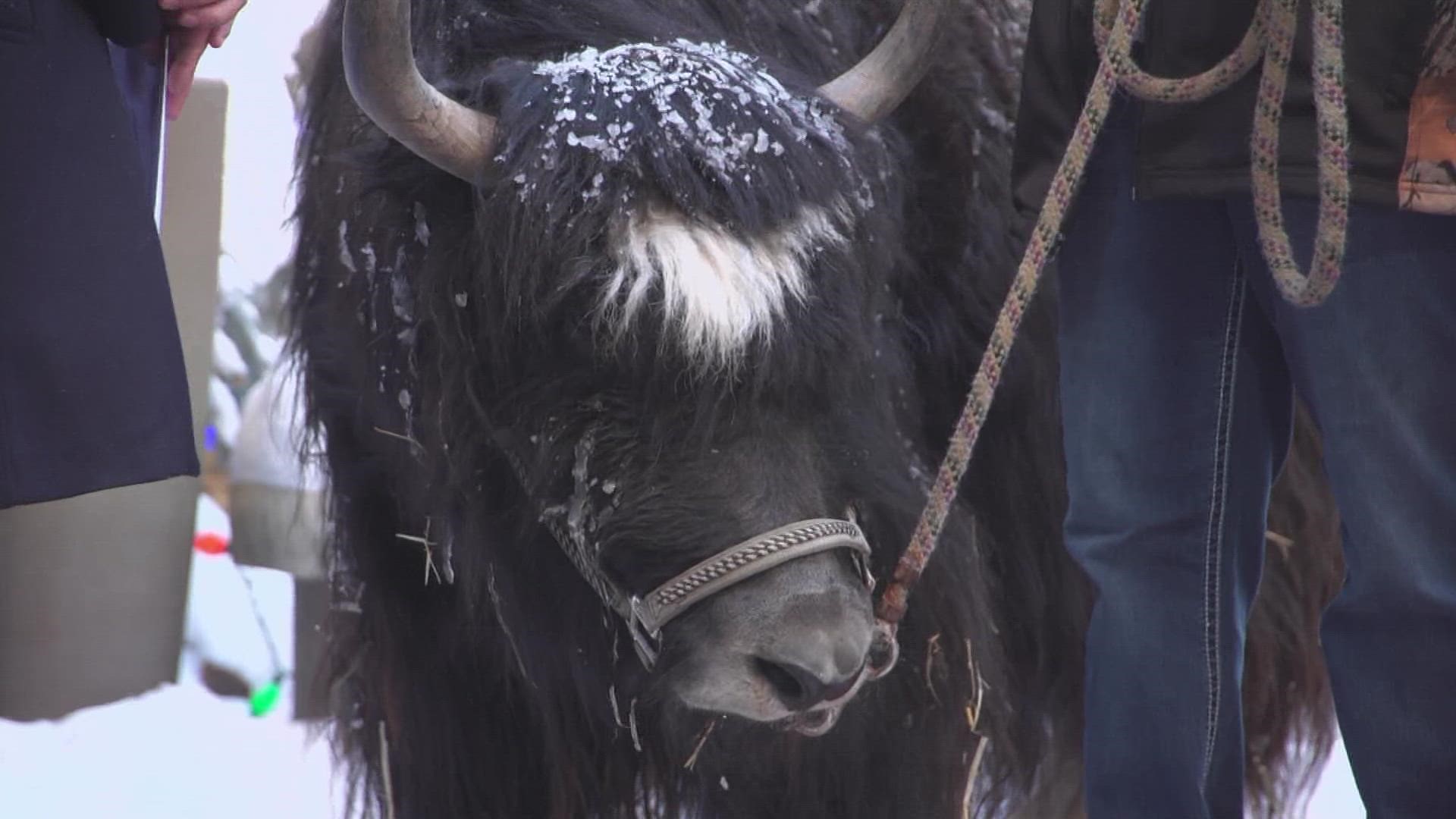 It's the final weekend to see all the animals, including the yaks, at the National Western Stock Show.