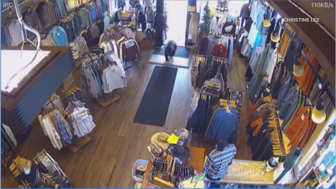 Baby bear goes shopping at clothing store in Steamboat Springs