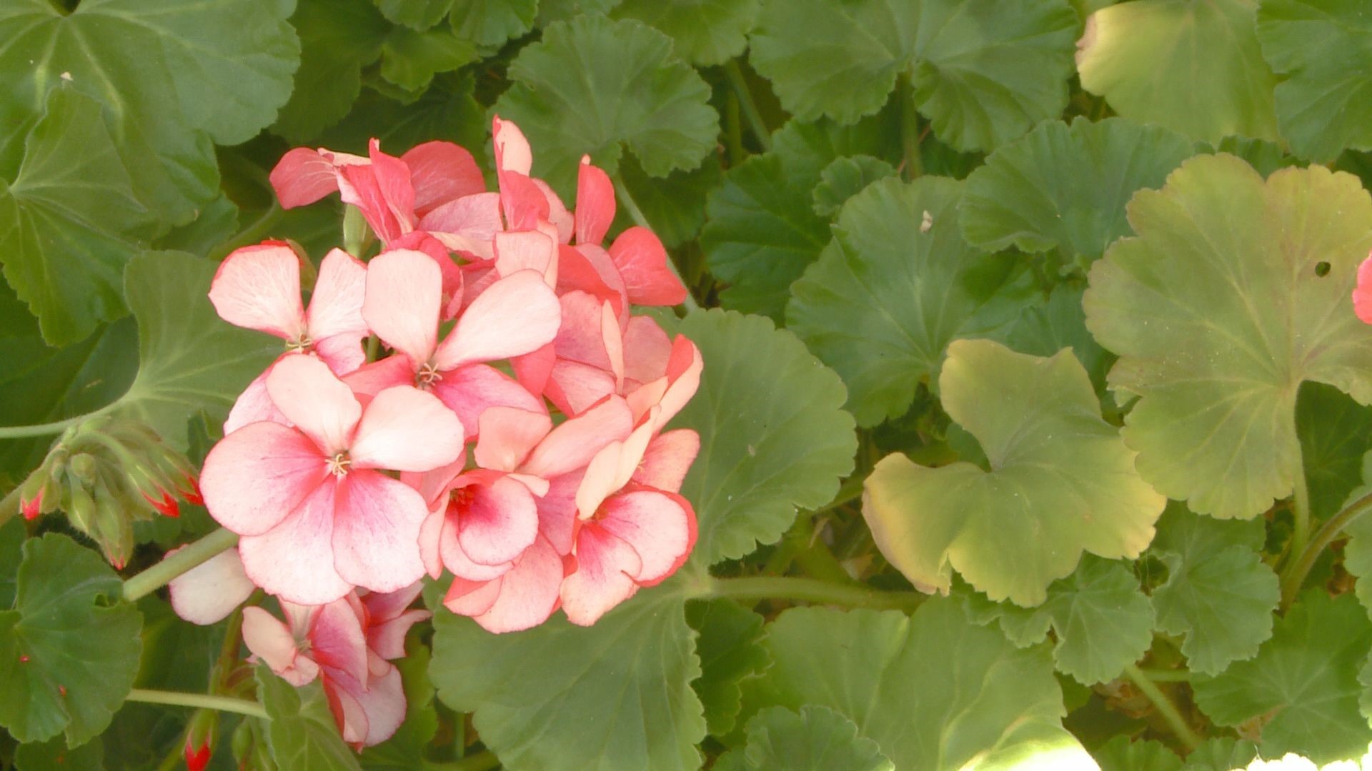 Everyone likes free plants! If you saved your geraniums from last year, you can make new ones.