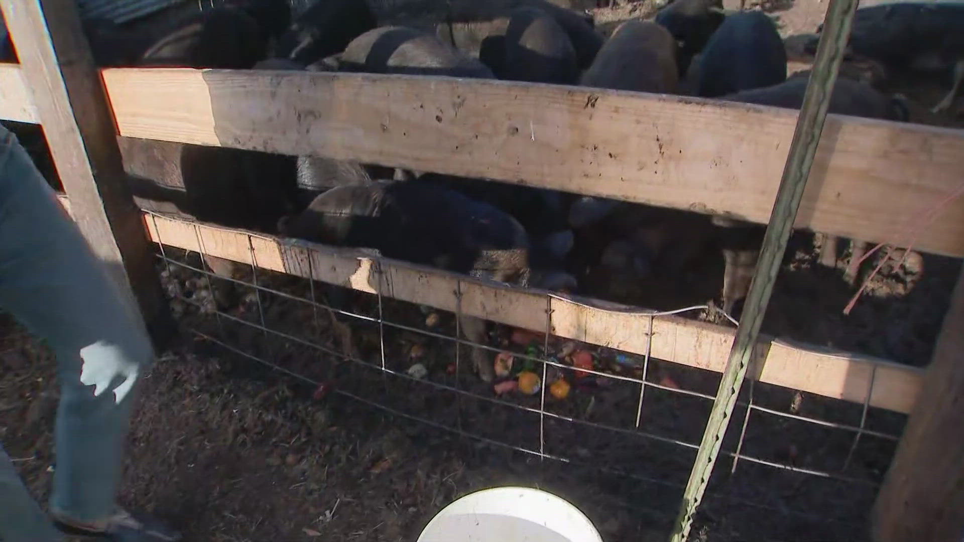 Boulder Community Food Share teaming up with local farm to cut back on ...