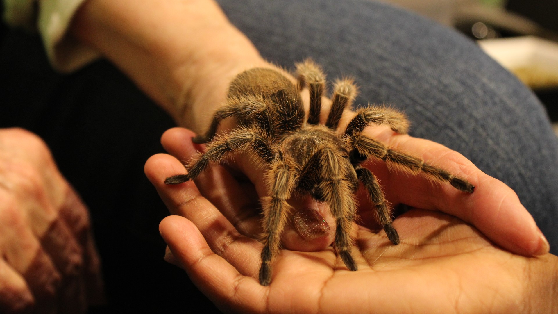 Rosie the Tarantula returns to Butterfly Pavilion in Colorado | 9news.com