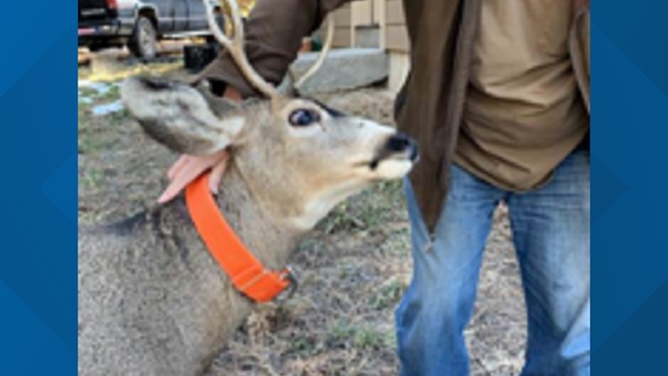 Deer wearing dog collar gores Franktown man