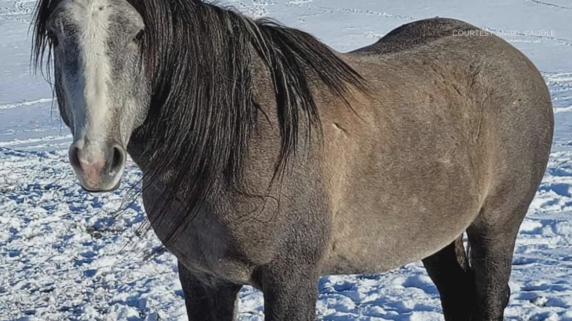 Investigators want to know who would shoot and kill a horse living in the wild in Park County.