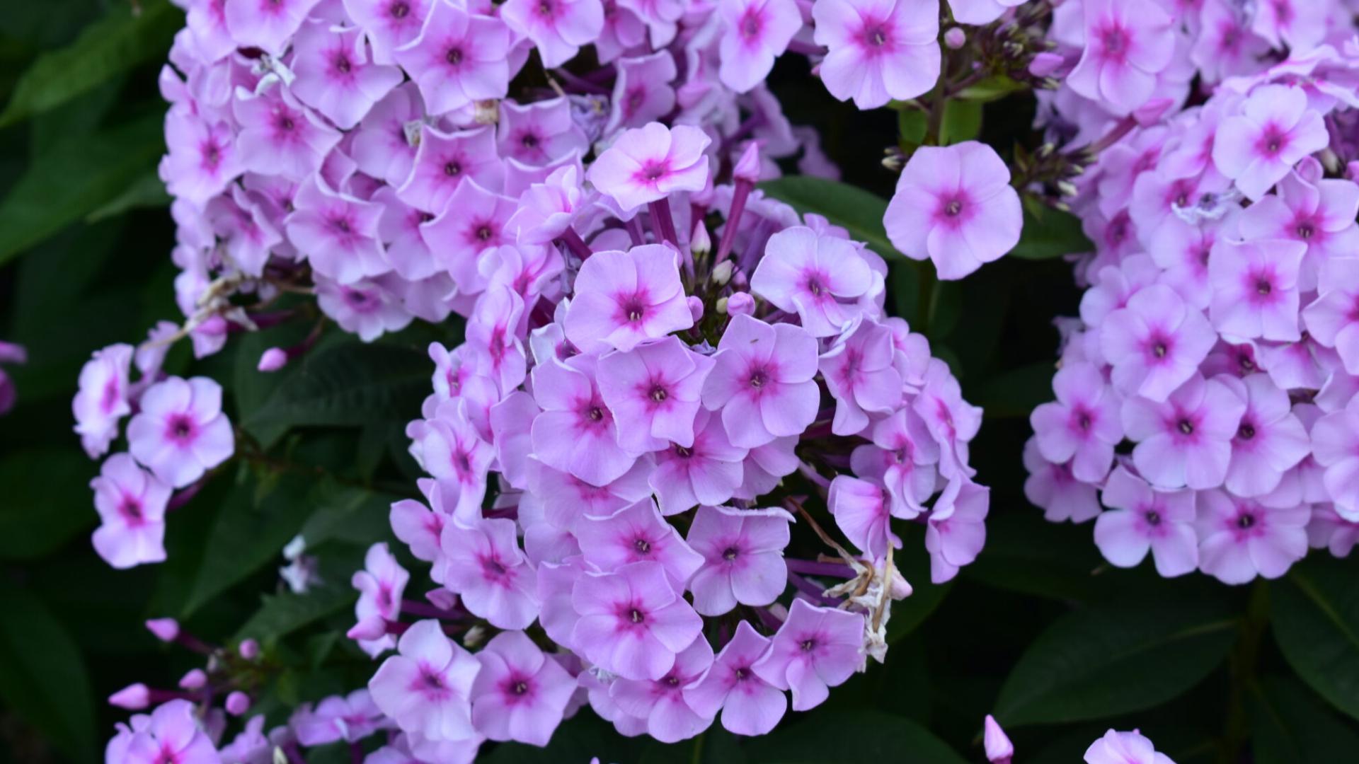 Top Plants And Flowers Chosen For The Rocky Mountain Region 9news top-plants-and-flowers-chosen-for-the-rocky-mountain-region-9news