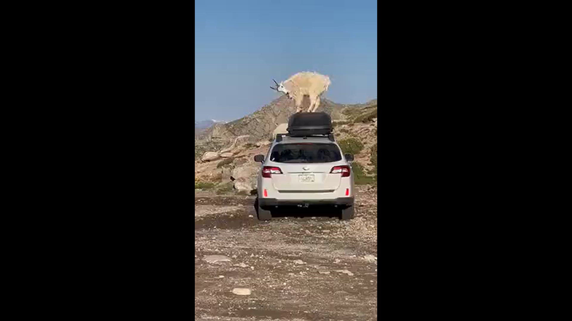 Goat dancing on top of a car at Mt Blue Sky.
Credit: Michael Ryno