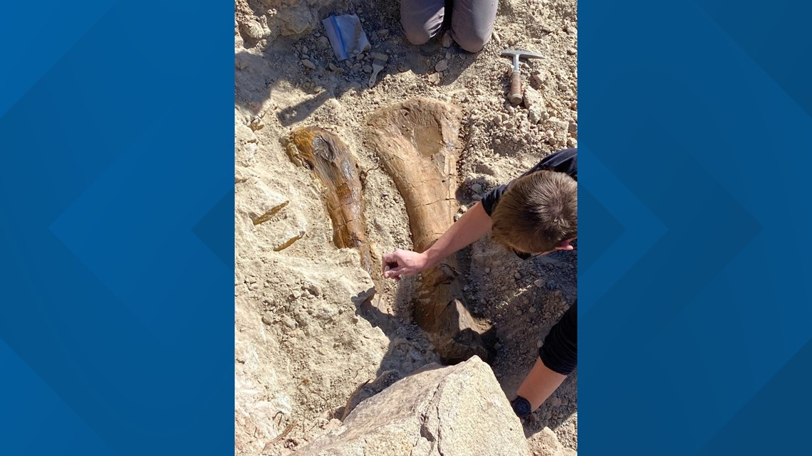 Royal Gorge fossils: 2 dinoaur leg bones found in Colorado - Vimarsana News