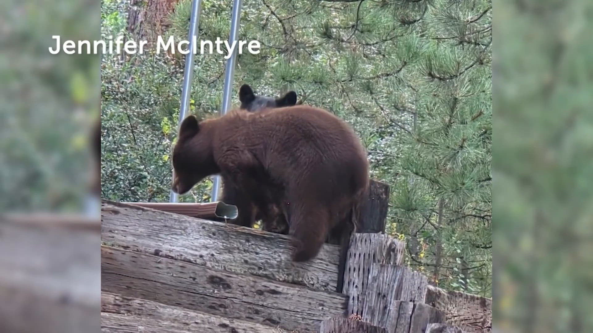 Colorado’s warm October weather could change wildlife behavior | 9news.com