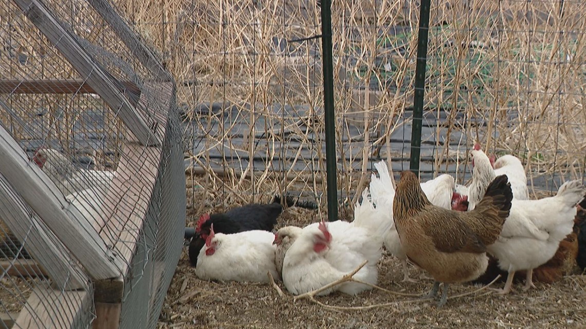 More human cases of avian flu reported in northern Colorado