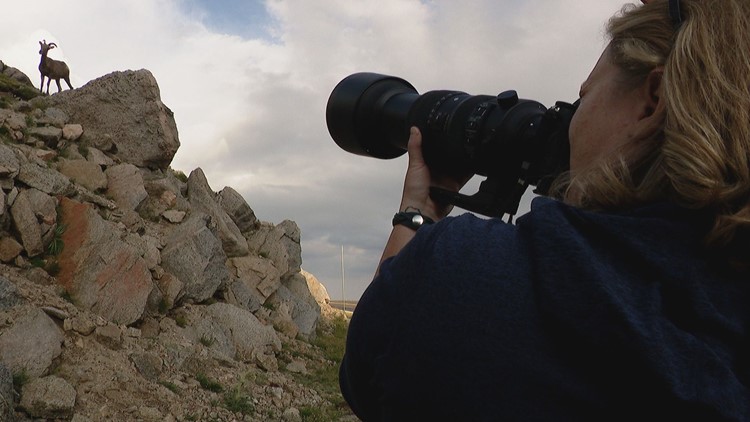 Colorado's four seasons through the lens of a wildlife photographer
