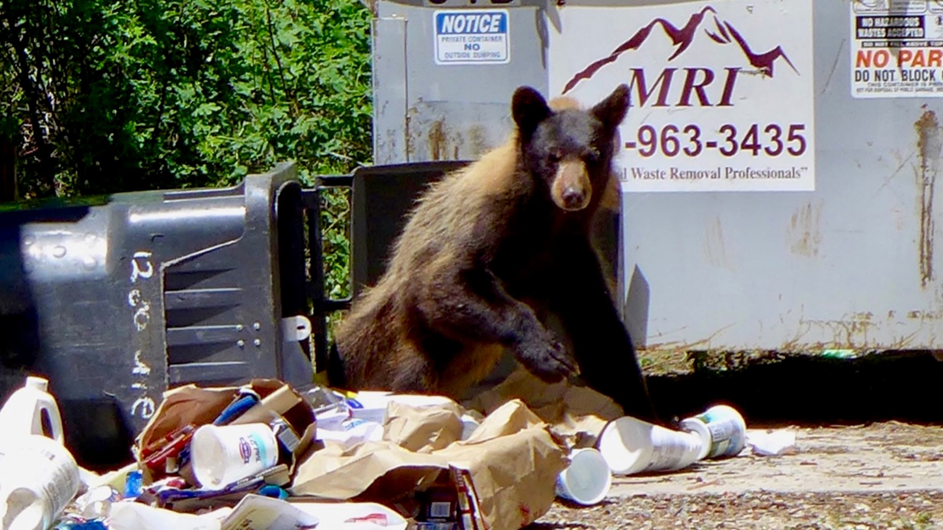 Humancaused bear deaths going up, raising forest health concerns