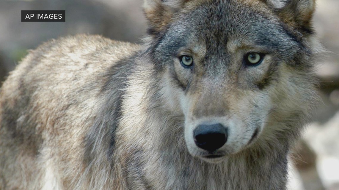 New Colorado wolf license plate raises money to mitigate conflict