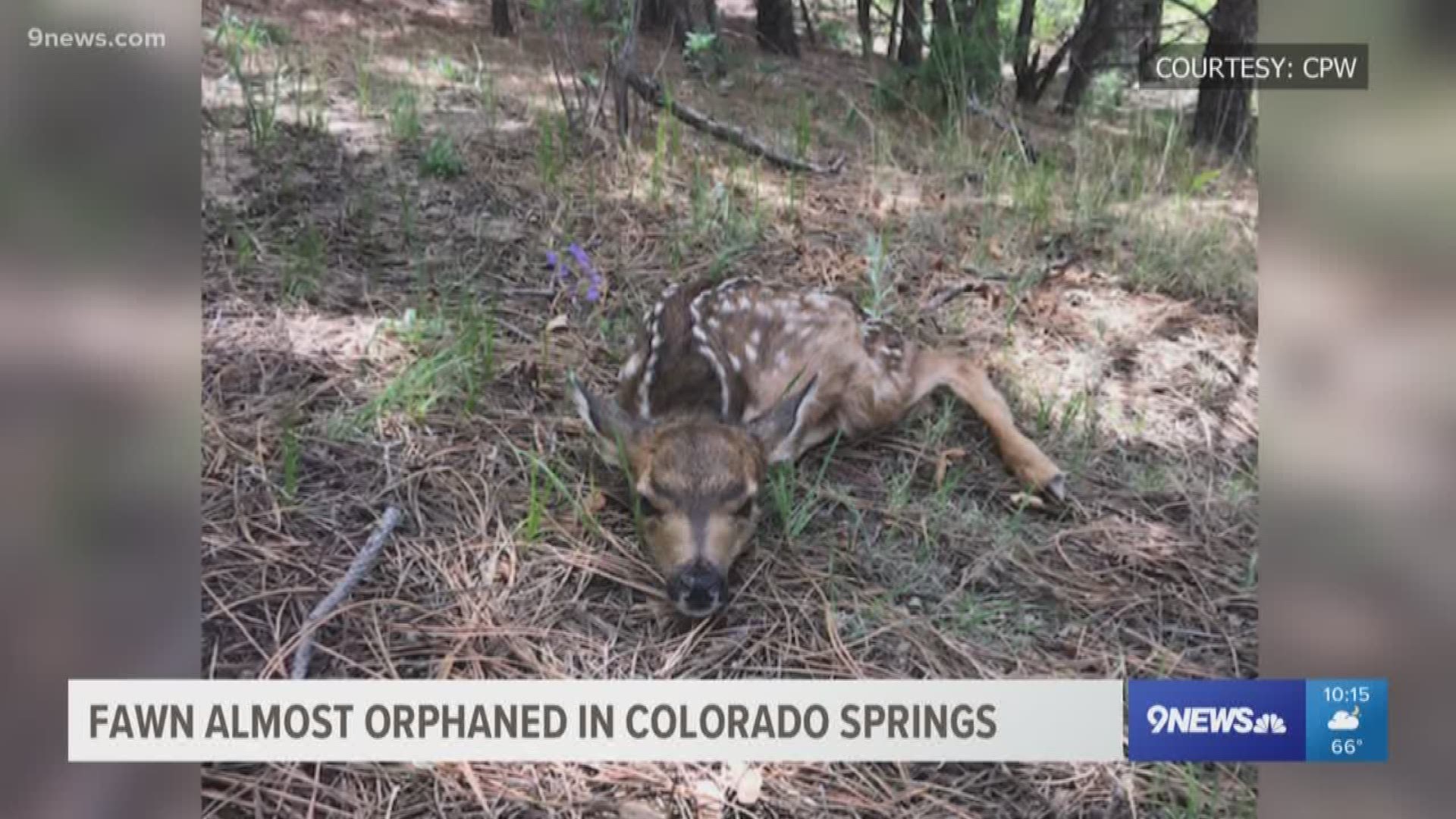 On Thursday, CPW was able to reunite a fawn with its mother after someone in Colorado Springs wouldn't leave it alone.
