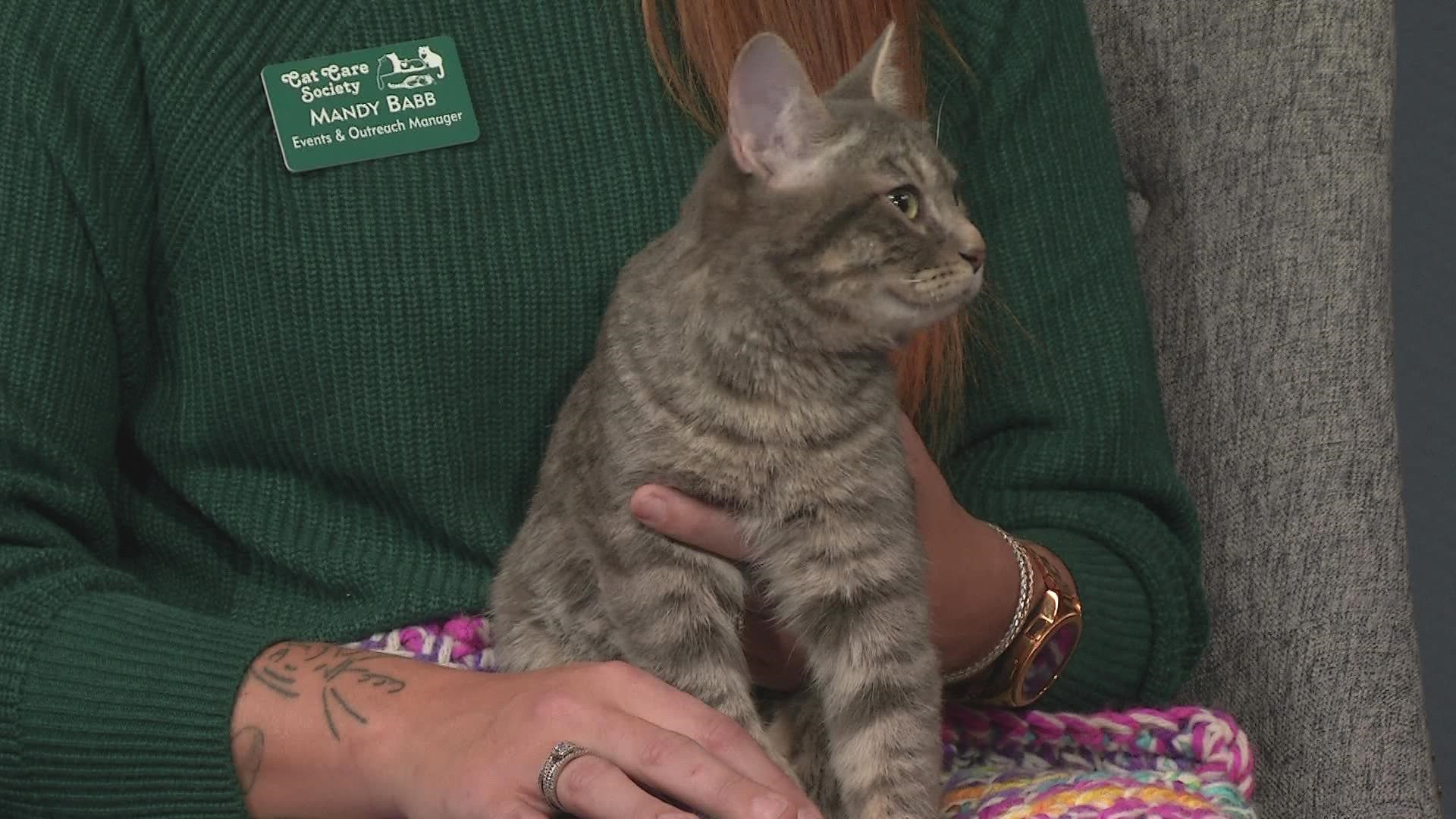 Judy Blue is a 6-month-old kitten up for adoption at the Cat Care Society.