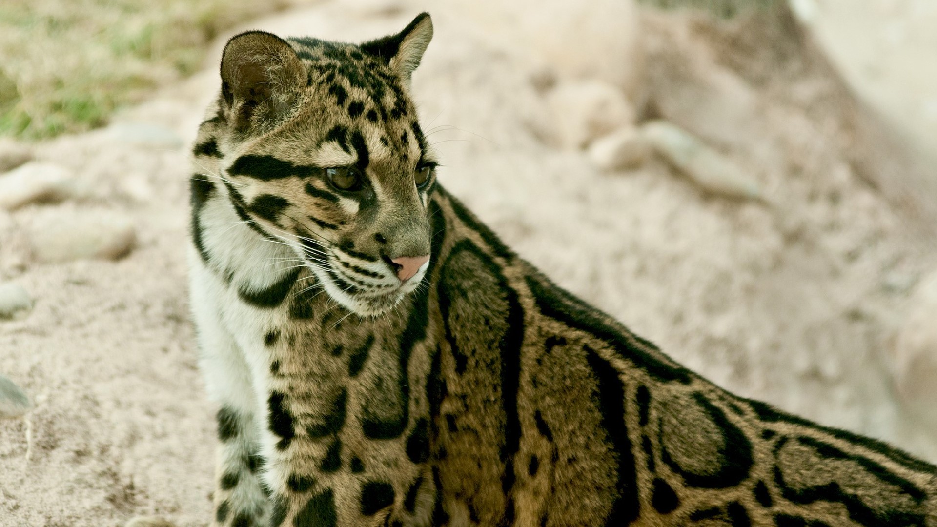 Clouded leopard at Denver Zoo euthanized | 9news.com