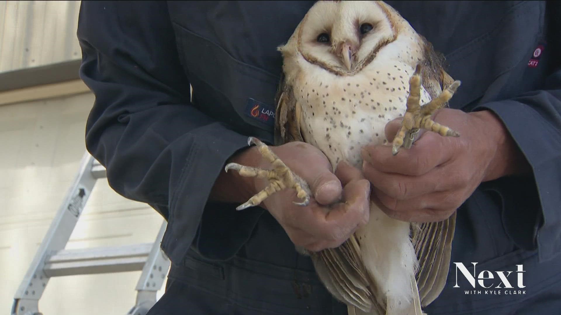 Barn Owl numbers have declined in Colorado because of manmade causes. Colorado Avian Research and Rehabilitation Institute found a place to build them homes.