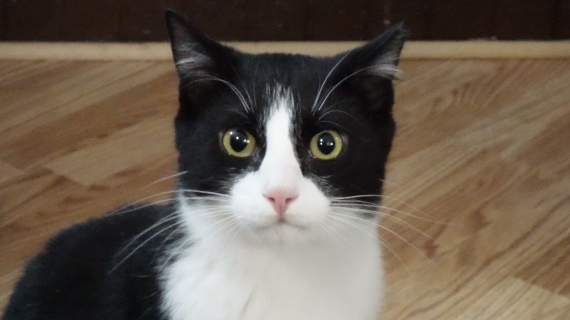 Kucing Coors Field siap diadopsi setahun setelah sesama kucing berlari di lapangan