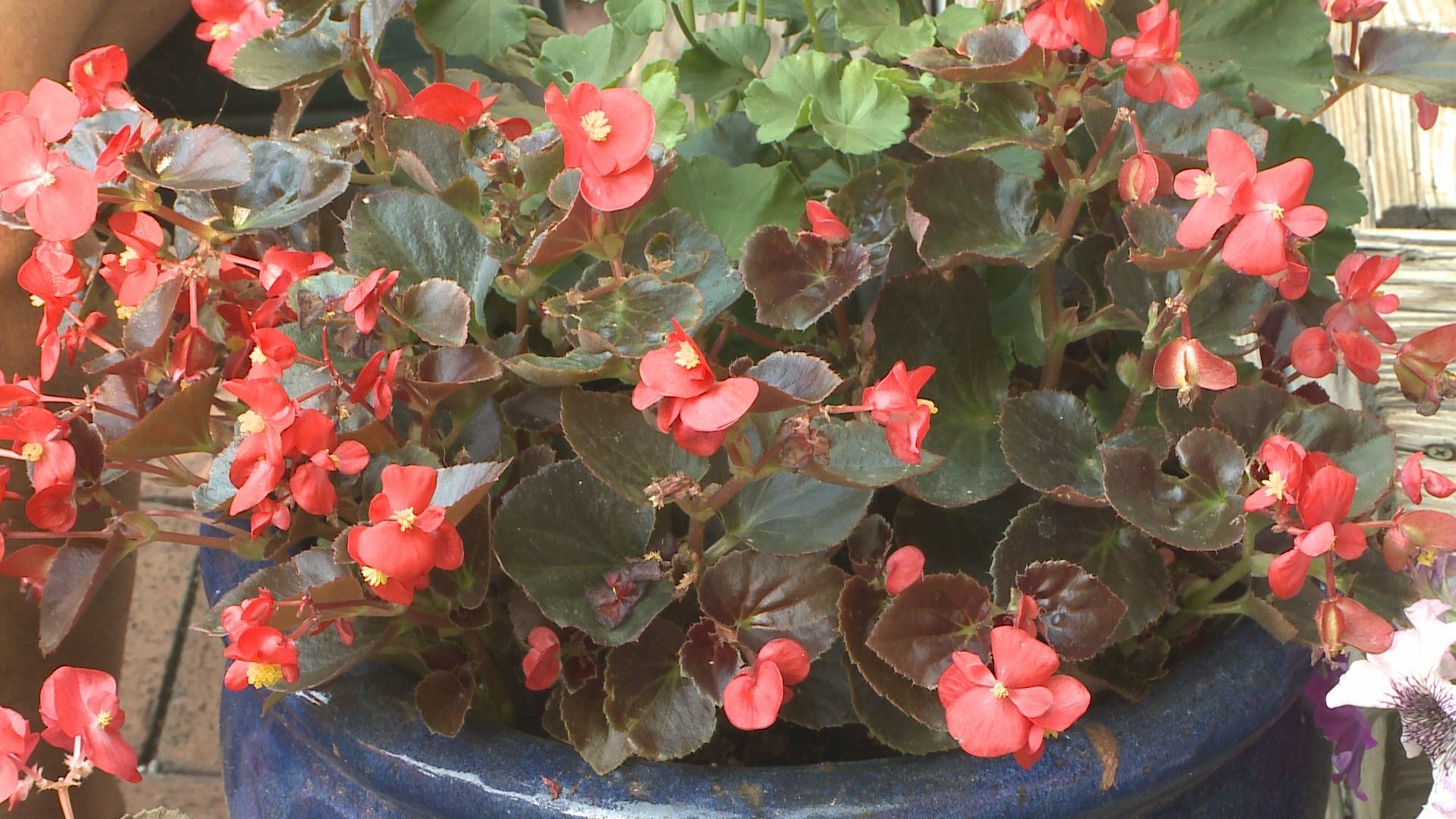 Proctor's Garden: Growing begonias in Colorado | 9news.com