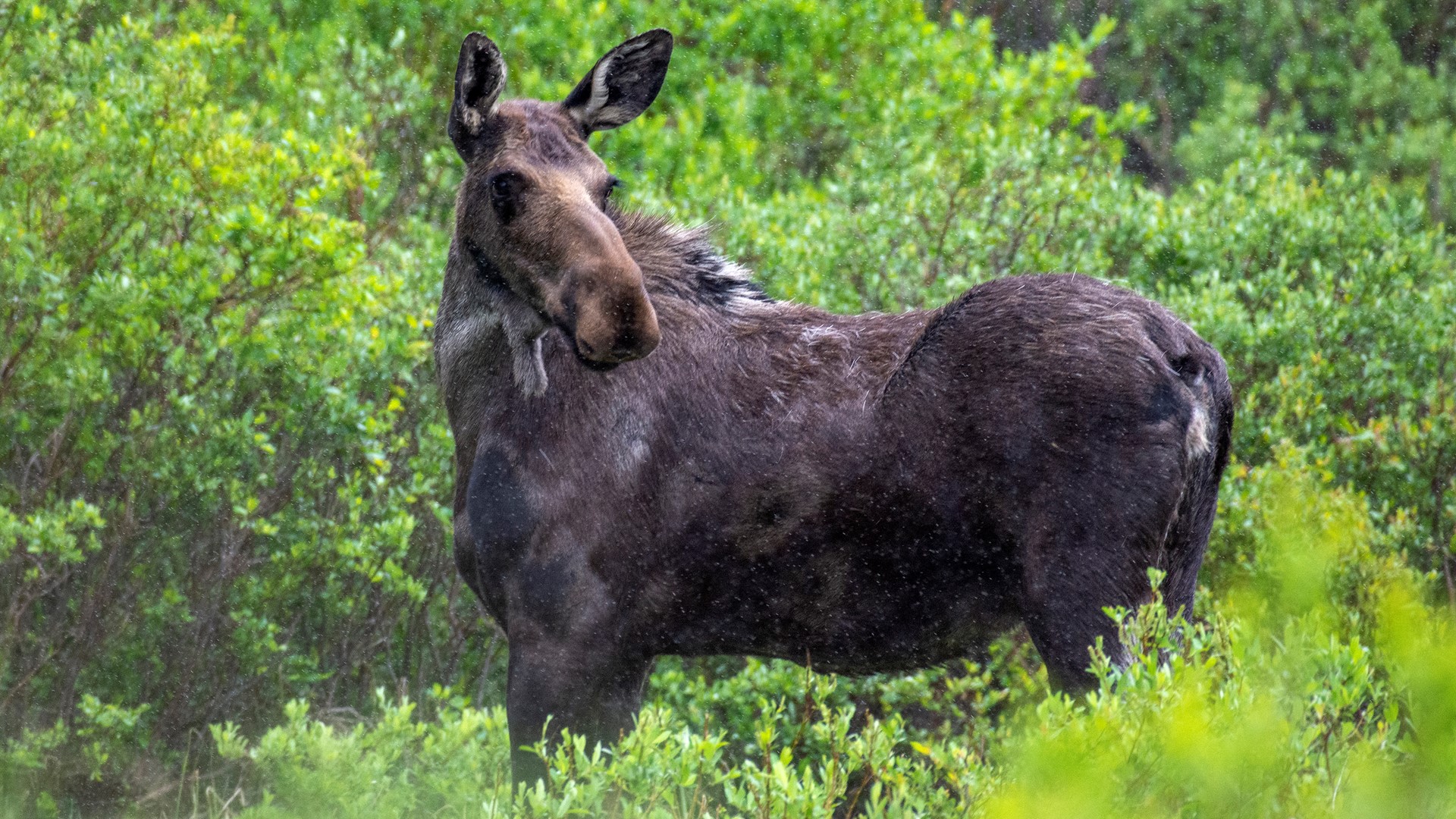 CPW said the man was walking dogs in Coal Creek Canyon when he went around a hairpin turn in the trail and surprised a cow moose and calf.