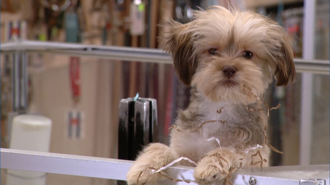 Colorado bans pet store sales of dogs and cats, sparking debate over 'puppy mill' law