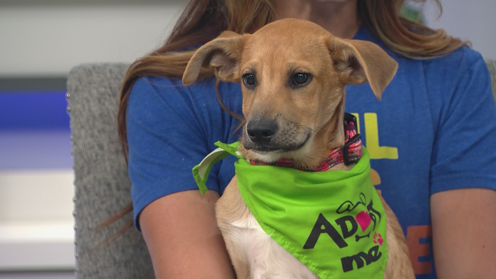 Three-month-old puppy, Jumbotron, is looking for a new home.