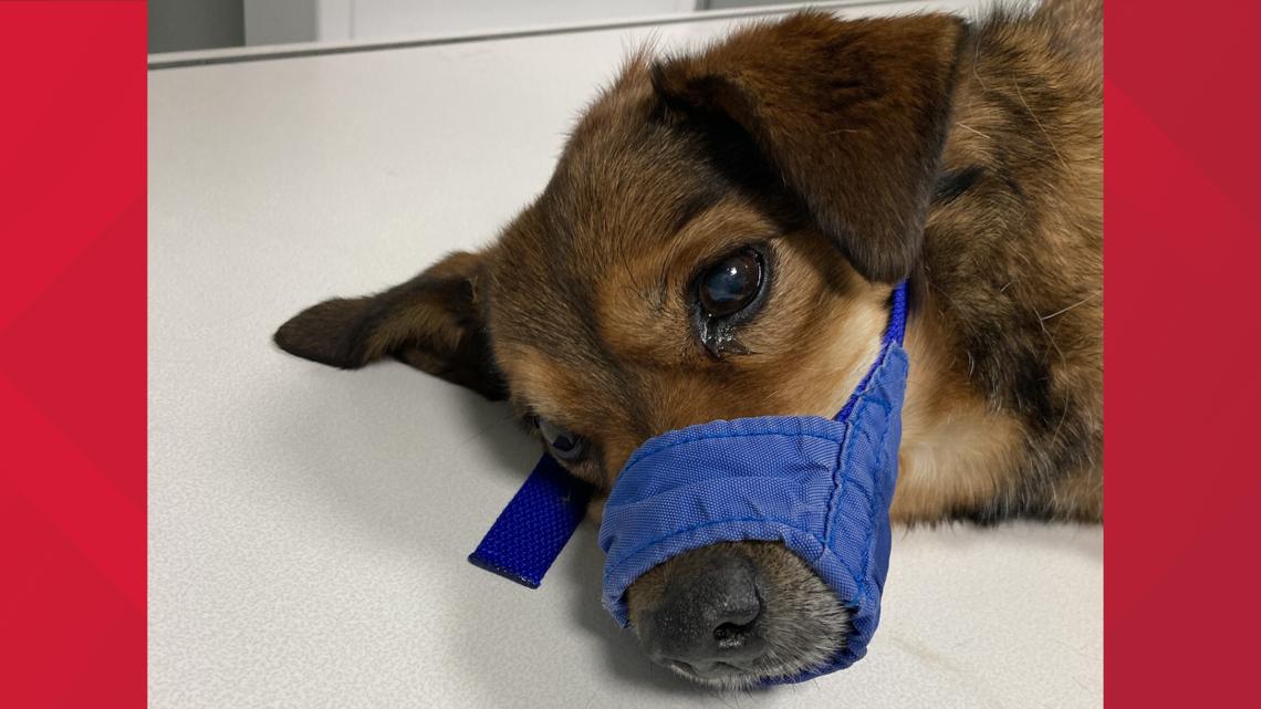 Dog Euthanized After Being Thrown From Vehicle