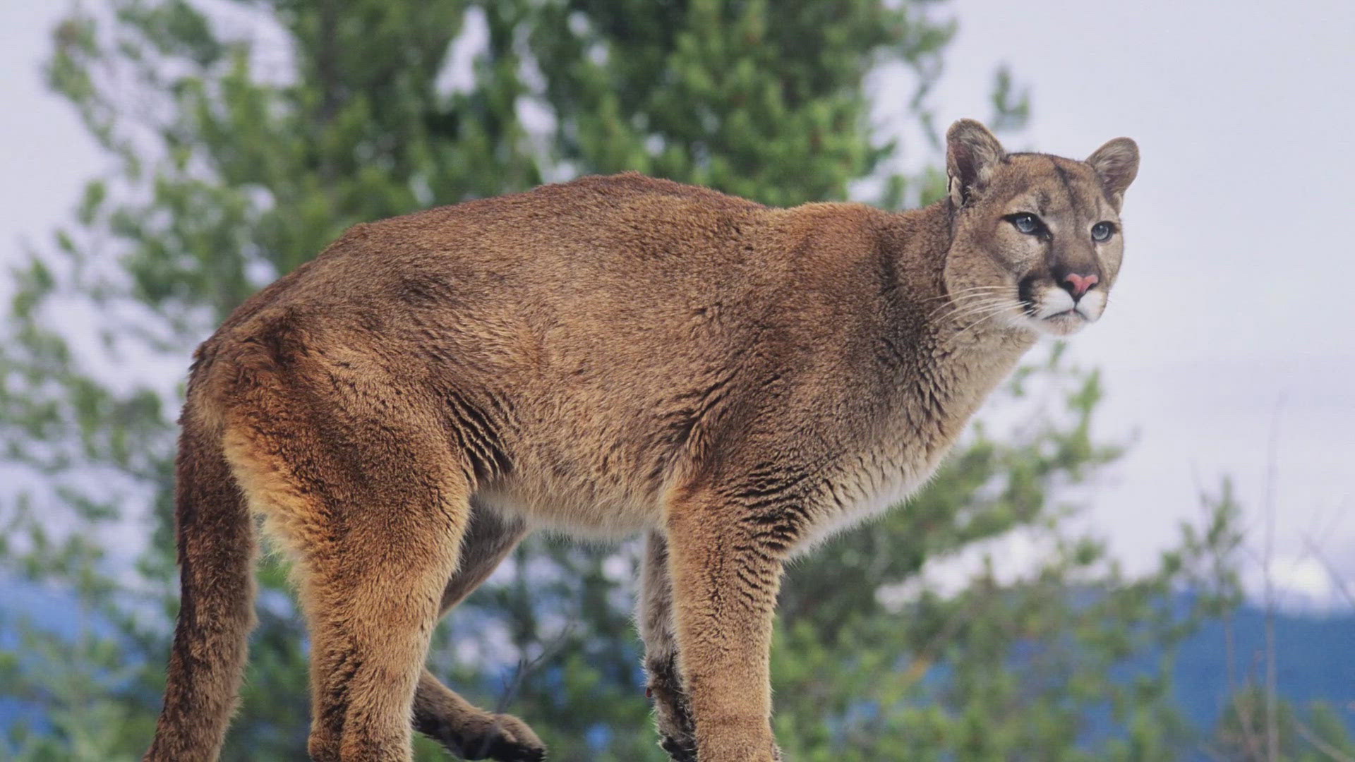 The man told CPW investigators that the lion was acting aggressively and that he killed it in self-defense.