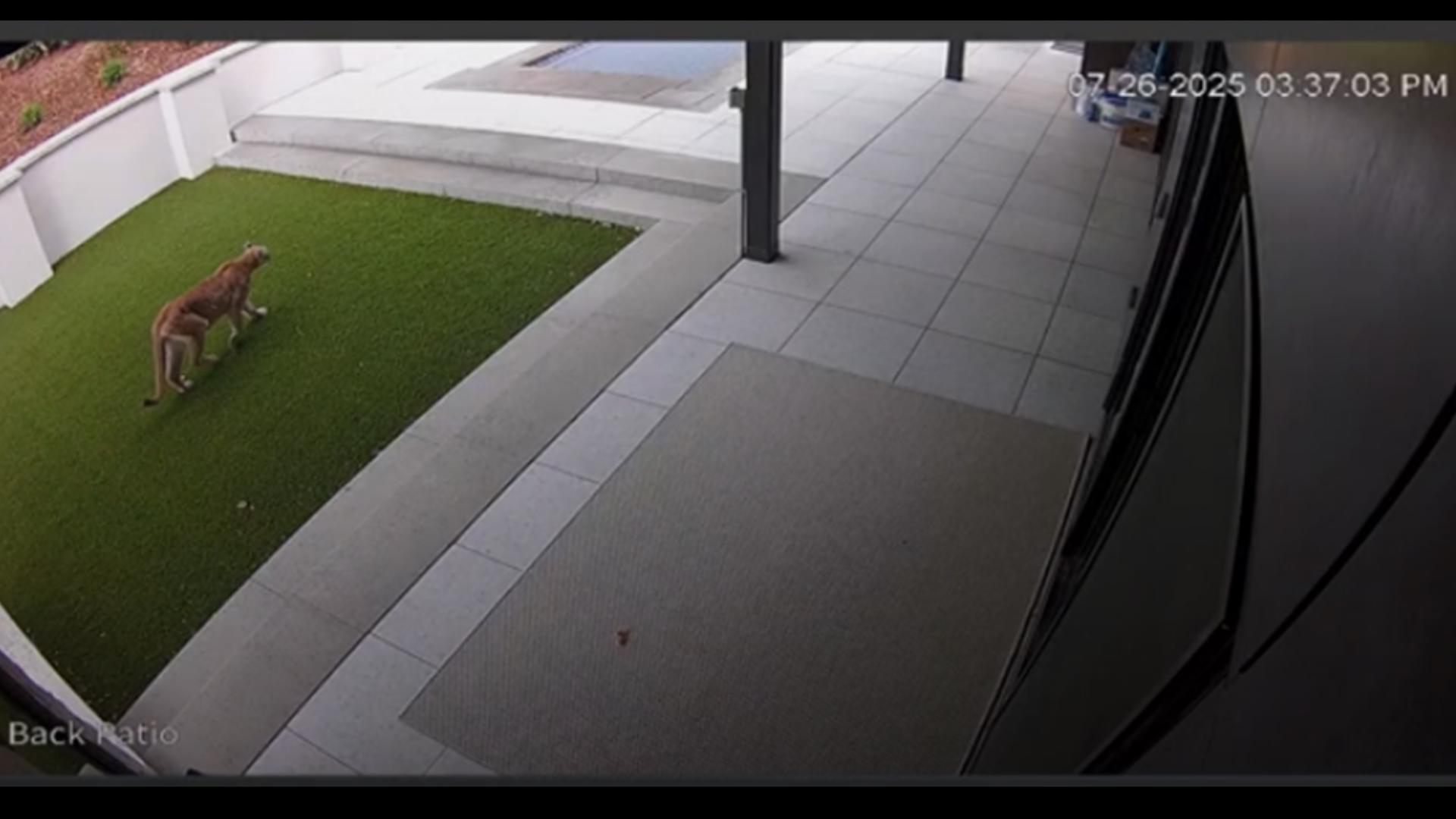 Still picture from Boulder homeowner's Ring security footage.