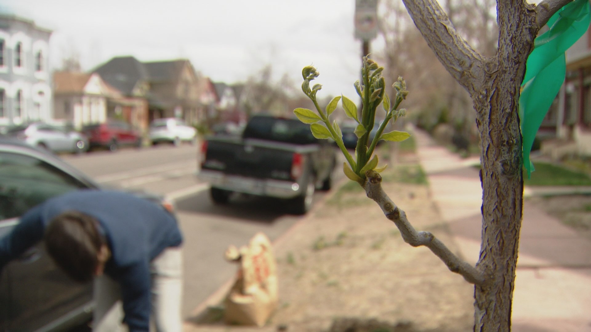 Combating climate change, warming in Denver by planting trees | 9news.com