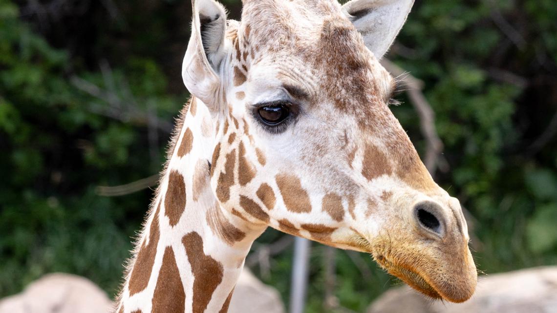 Colorado giraffe dies at 27