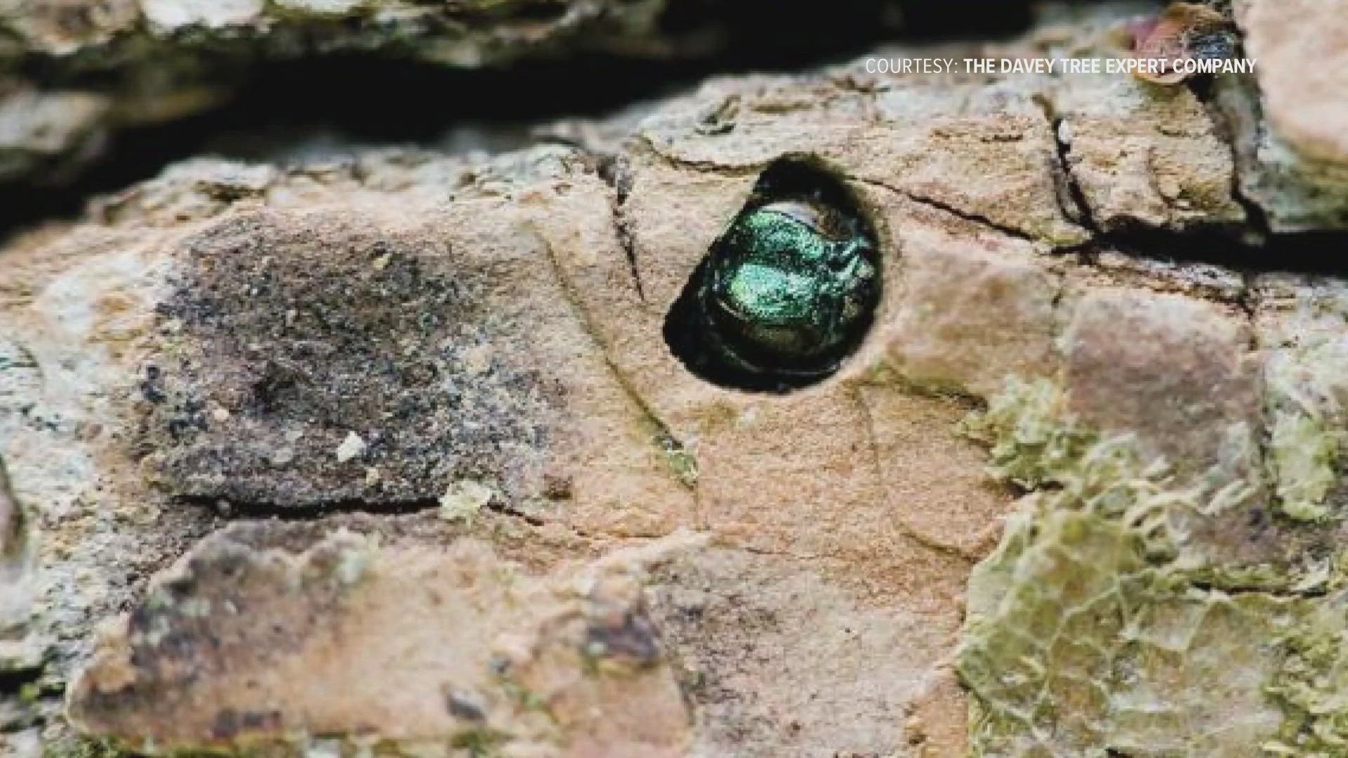 The city said emerald ash borer beetles have been found in around 75 trees so far.