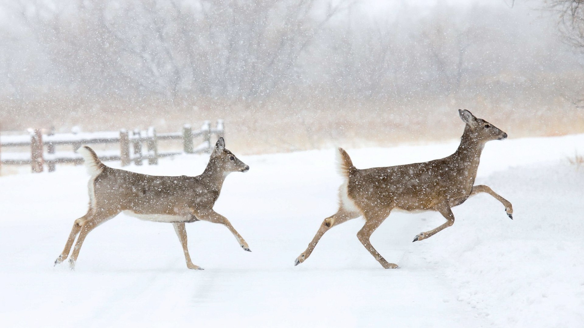 NOAA releases winter weather outlook: What it means for Colorado