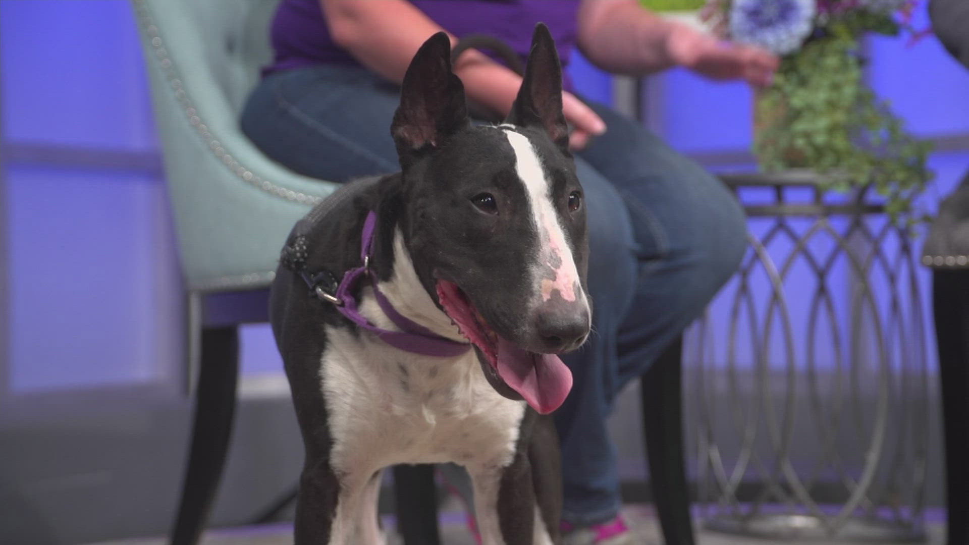 Lucy is a sweet girl at the Longmont Humane Society. She loves snuggles and would do best in a home with high school age children or older.