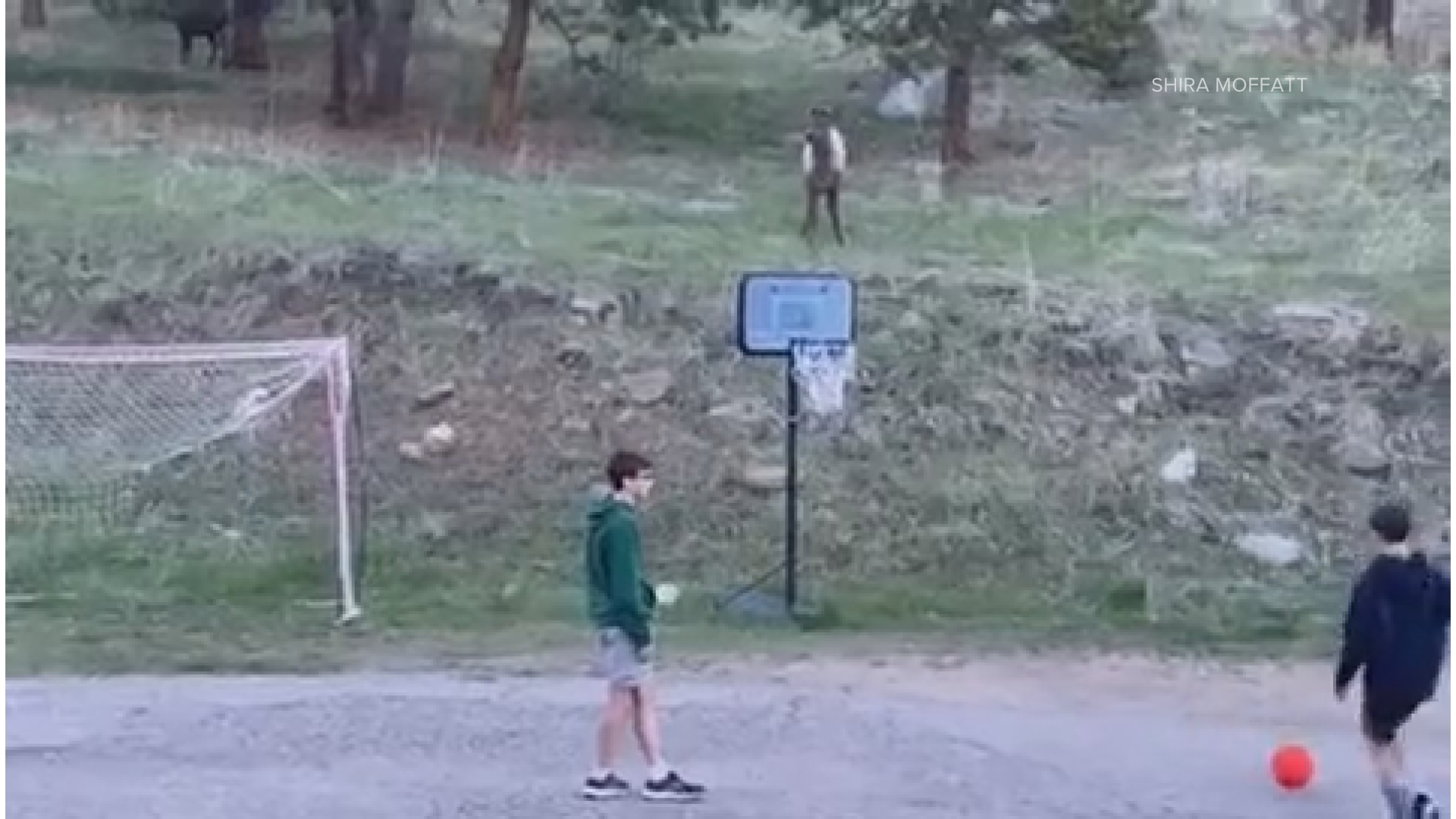 Viewer Shira Moffatt captured this video of an elk kicking a ball back and forth with two young boys in Evergreen.