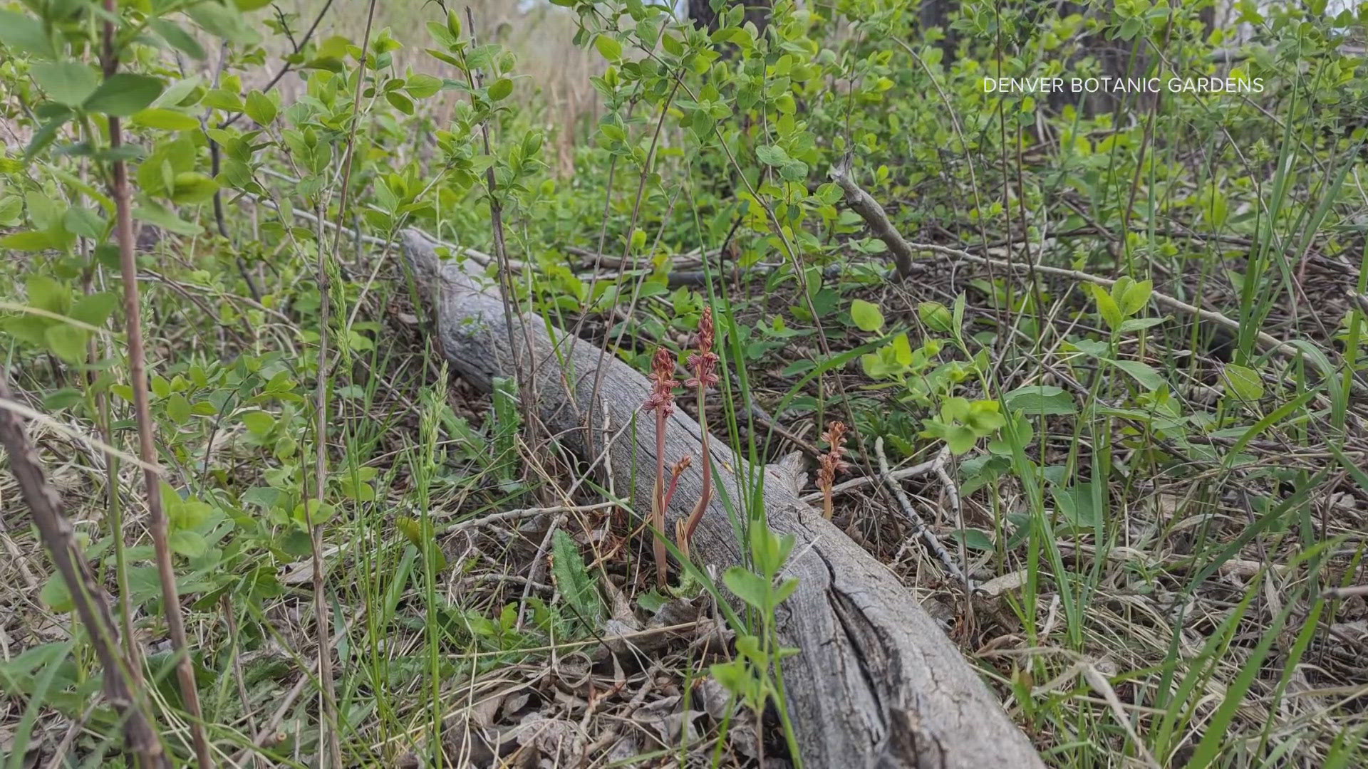 Striped coralroot orchids only grow in small numbers in Colorado, but several were found at Denver Botanic Gardens' Chatfield Farms in April.