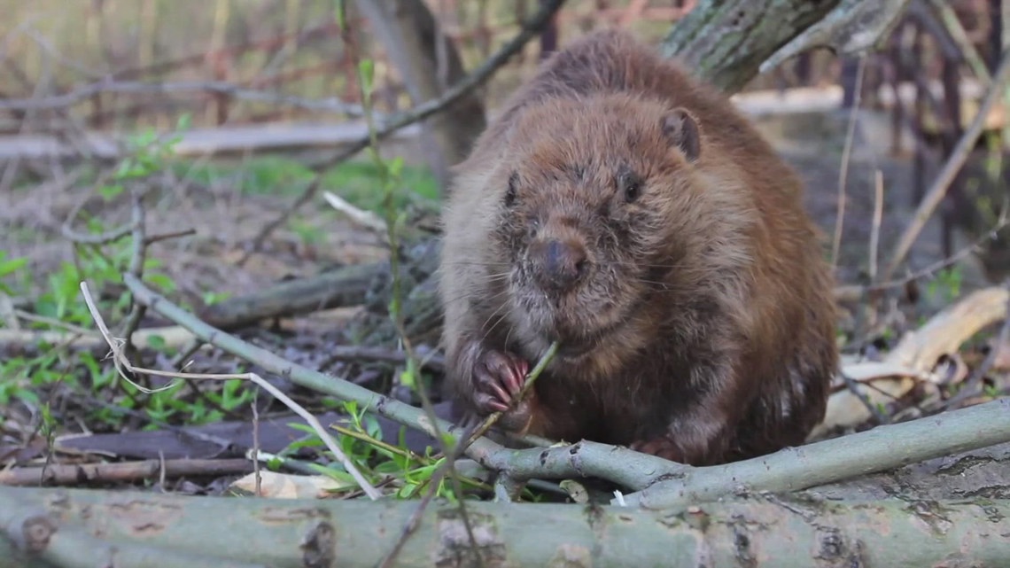 Beaver found dead, infected with tularemia in Colorado park