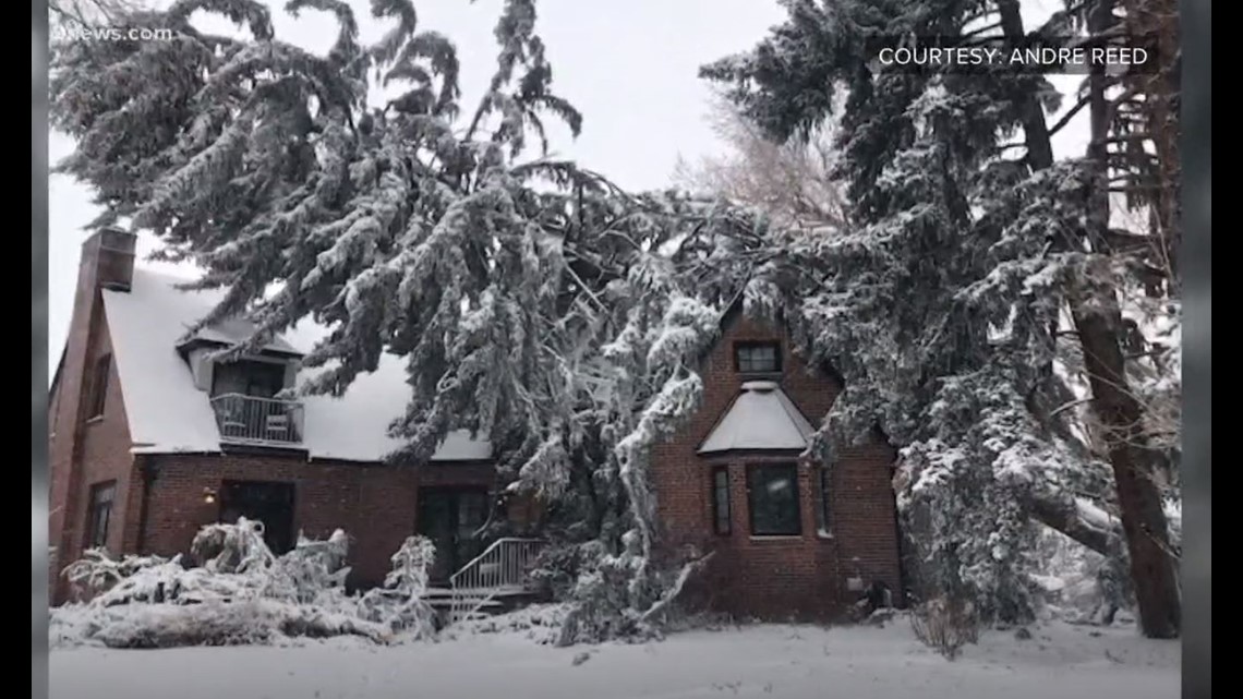 25,000 pound tree removed from Denver home | 9news.com