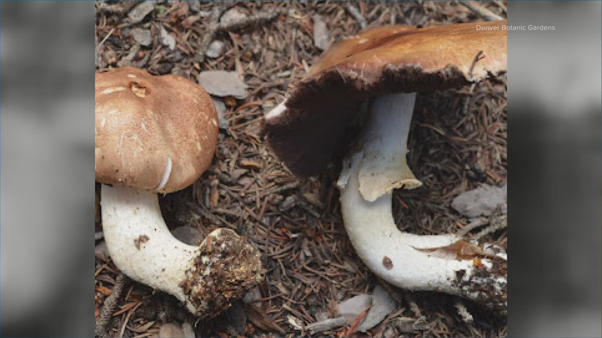 Governor Jared Polis officially designates the Agaricus julius as Colorado's state mushroom.