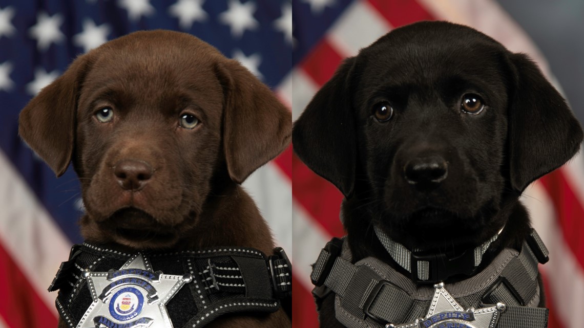 Arapahoe County Sheriff's Office has 2 adorable therapy puppies